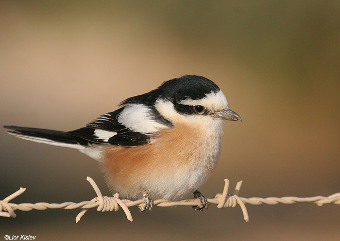    Masked Shrike  Lanius nubicus                           ,  2009.: 